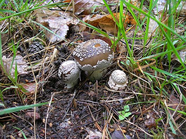 Alla ricerca della Arachnopeziza